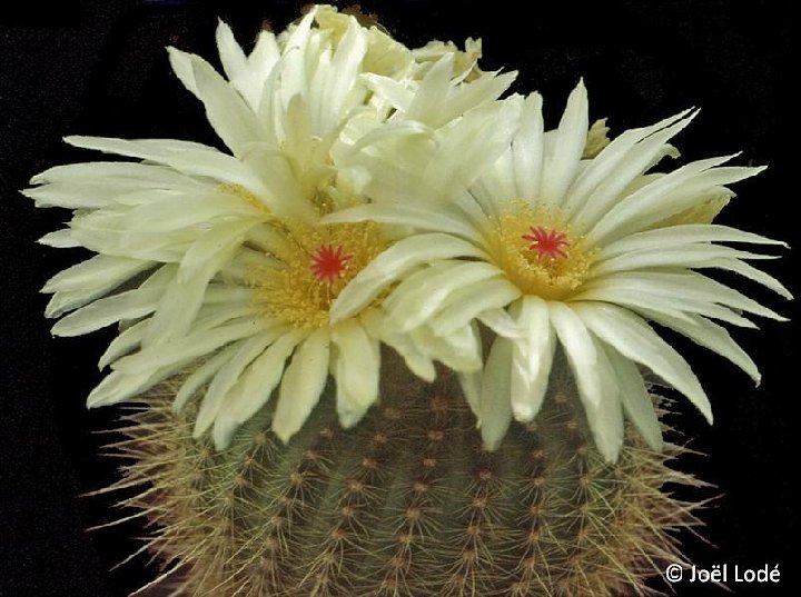 Notocactus werdermannianus v. grandiflorus ©JLcoll.3512